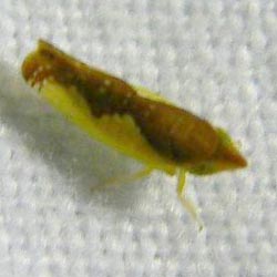 Platymetopius complicatus